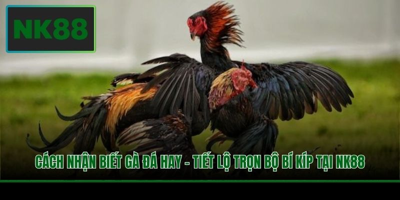 Cách Nhận Biết Gà Đá Hay - Tiết Lộ Trọn Bộ Bí Kíp Tại NK88 3 Cách Nhận Biết Gà Đá Hay - Tiết Lộ Trọn Bộ Bí Kíp Tại NK88