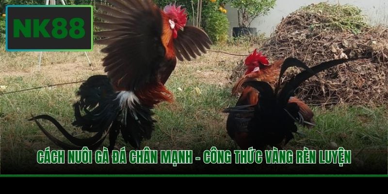 Cách Nuôi Gà Đá Chân Mạnh - Công Thức Vàng Rèn Luyện 4 Cách Nuôi Gà Đá Chân Mạnh - Công Thức Vàng Rèn Luyện