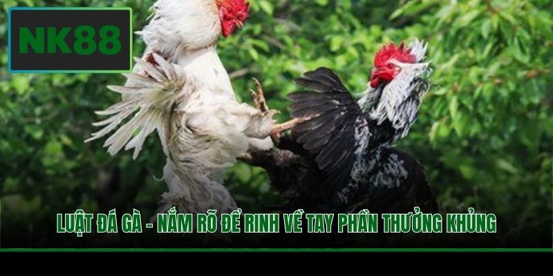 Luật Đá Gà - Nắm Rõ Để Rinh Về Tay Phần Thưởng Khủng 2 Luật Đá Gà - Nắm Rõ Để Rinh Về Tay Phần Thưởng Khủng